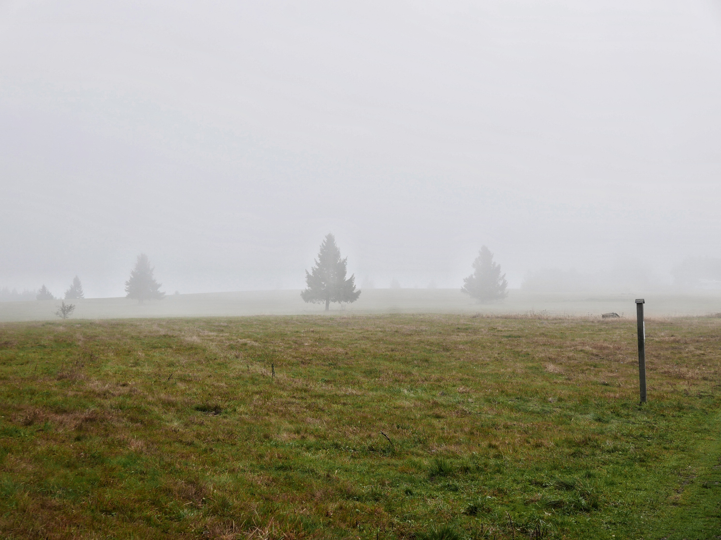 Nebelschwaden | Anne Seubert