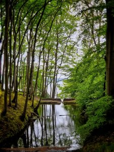 Semper Wald, Rügen 2021 | © Anne Seubert